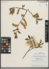 Foto von Salix pulchra Cham.